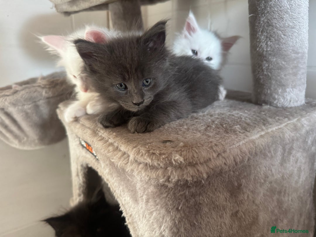 Maine Coon cats for sale: 2 Mainecoon pedigree kitten - Image 15
