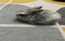 Mini Lop rabbits for sale: Beautiful mini lops for sale - Image 1