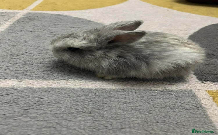 Mini Lop rabbits - Advert 5