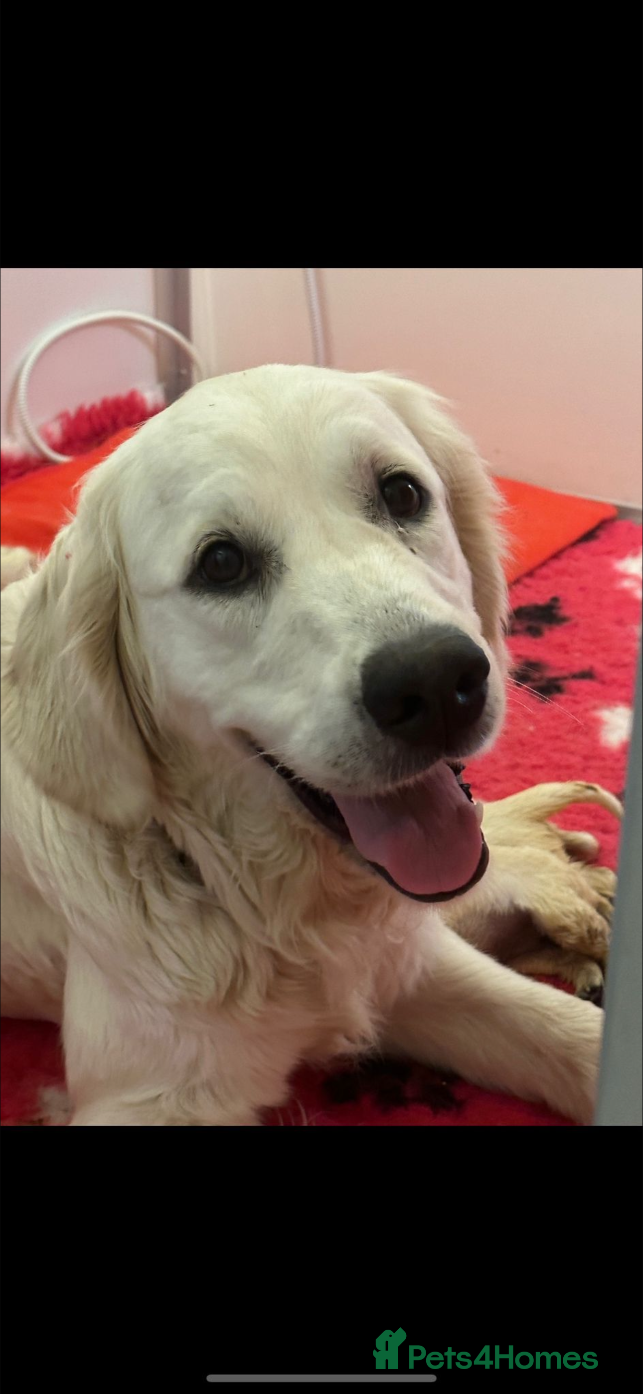 Golden Retriever dogs Health Tested Parents cream Golden Retriever Puppy - Advert 5