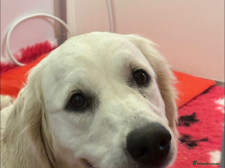 Golden Retriever dogs Health Tested Parents cream Golden Retriever Puppy - Advert 2