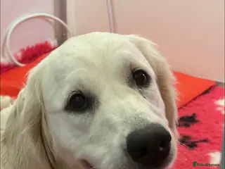 Golden Retriever dogs Health Tested Parents cream Golden Retriever Puppy - Advert 7