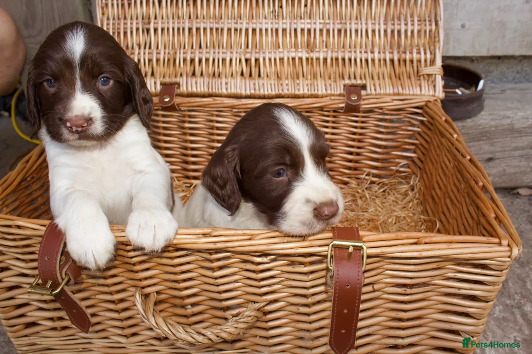 English Springer Spaniel dogs for sale: Springer Spaniels  - Advert 2