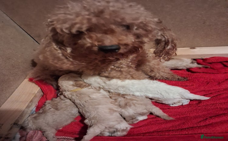 Cockapoo dogs - Advert 16