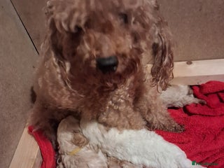 Cockapoo dogs 5 Cockapoo puppies 4 Boys 1 Girl - Advert 4