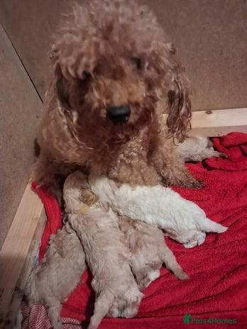 Cockapoo dogs - Advert 16