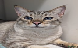 Bengal cats for adoption: Odie, Bengal X Ragdoll, 5 year old male  - Image 2