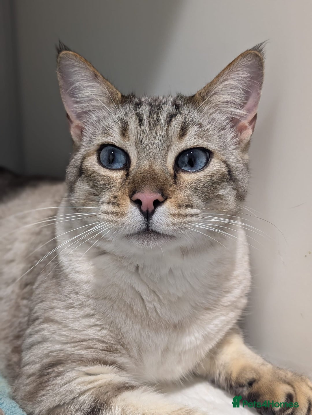 Bengal cats for adoption: Odie, Bengal X Ragdoll, 5 year old male  - Image 2