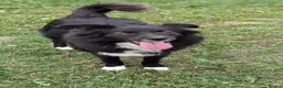 Mixed Breed dogs for adoption: Nala for adoption in Leigh-on-Sea - Advert 6