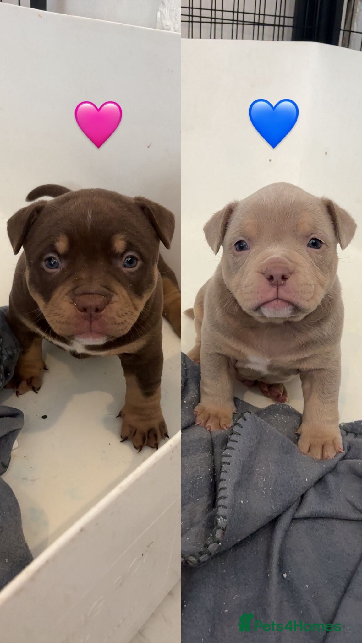 American Bully dogs litter available in 4 weeks read ad  - Advert 10