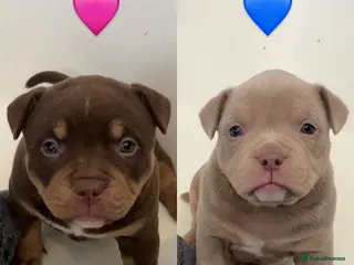 American Bully dogs litter available in 4 weeks read ad - Advert 10