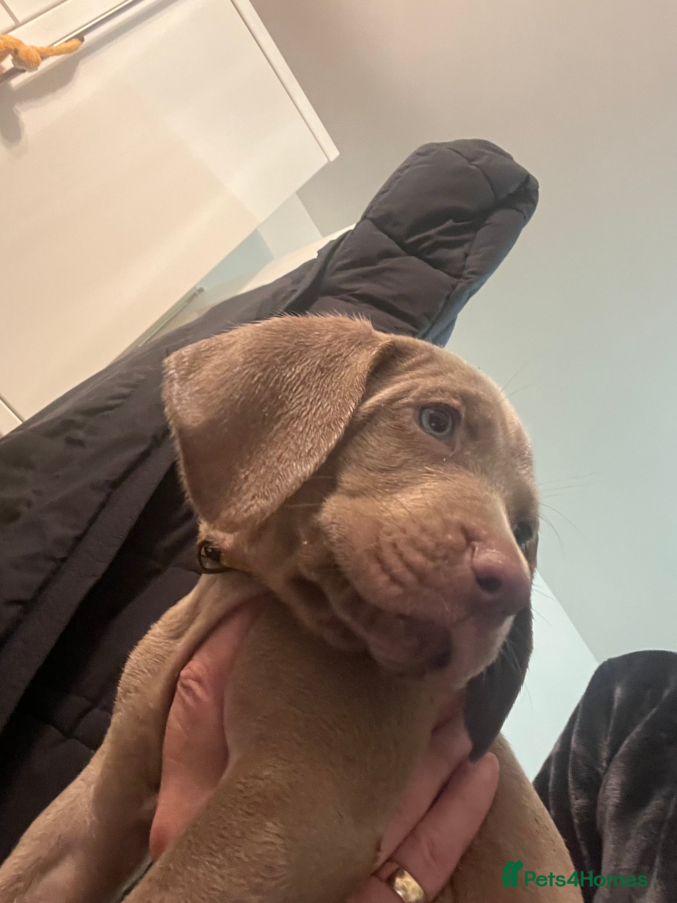 Weimaraner dogs Wiemaraner puppies - Advert 3