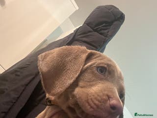 Weimaraner dogs weimaraner puppy - Advert 3