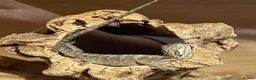 Bearded Dragon reptiles for sale: Baby Bearded dragons £50 each - Advert 18