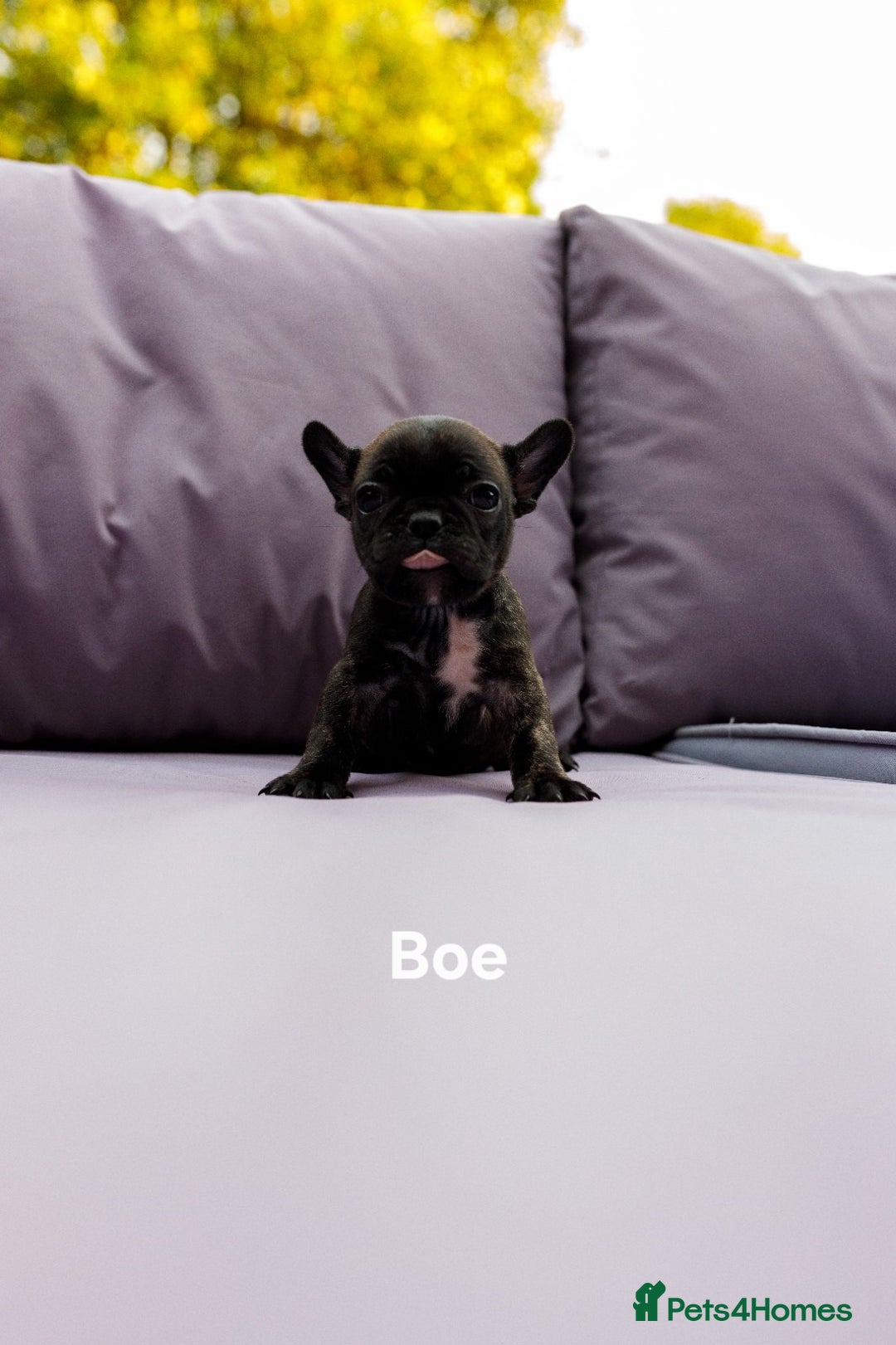 French Bulldog dogs for sale: Quality litter French Bulldogs - Image 7