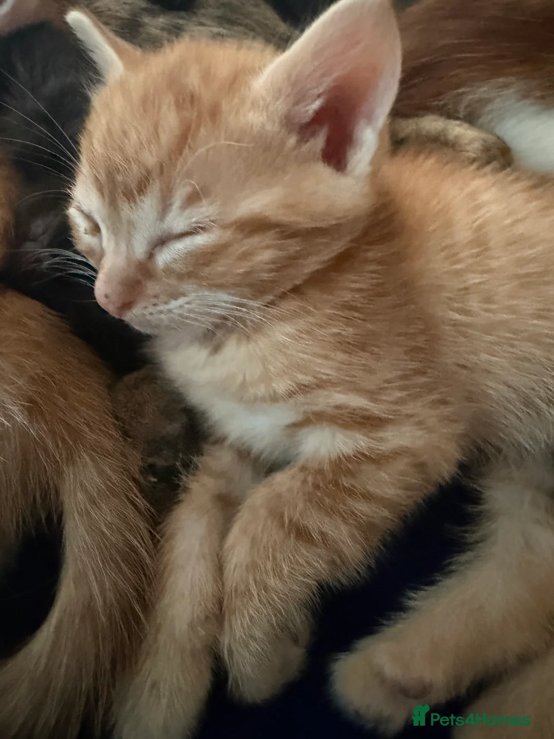 British Shorthair cats for sale: 4 beautiful male kittens  - Advert 5