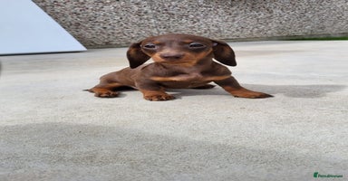 Miniature Dachshund dogs - Advert 6