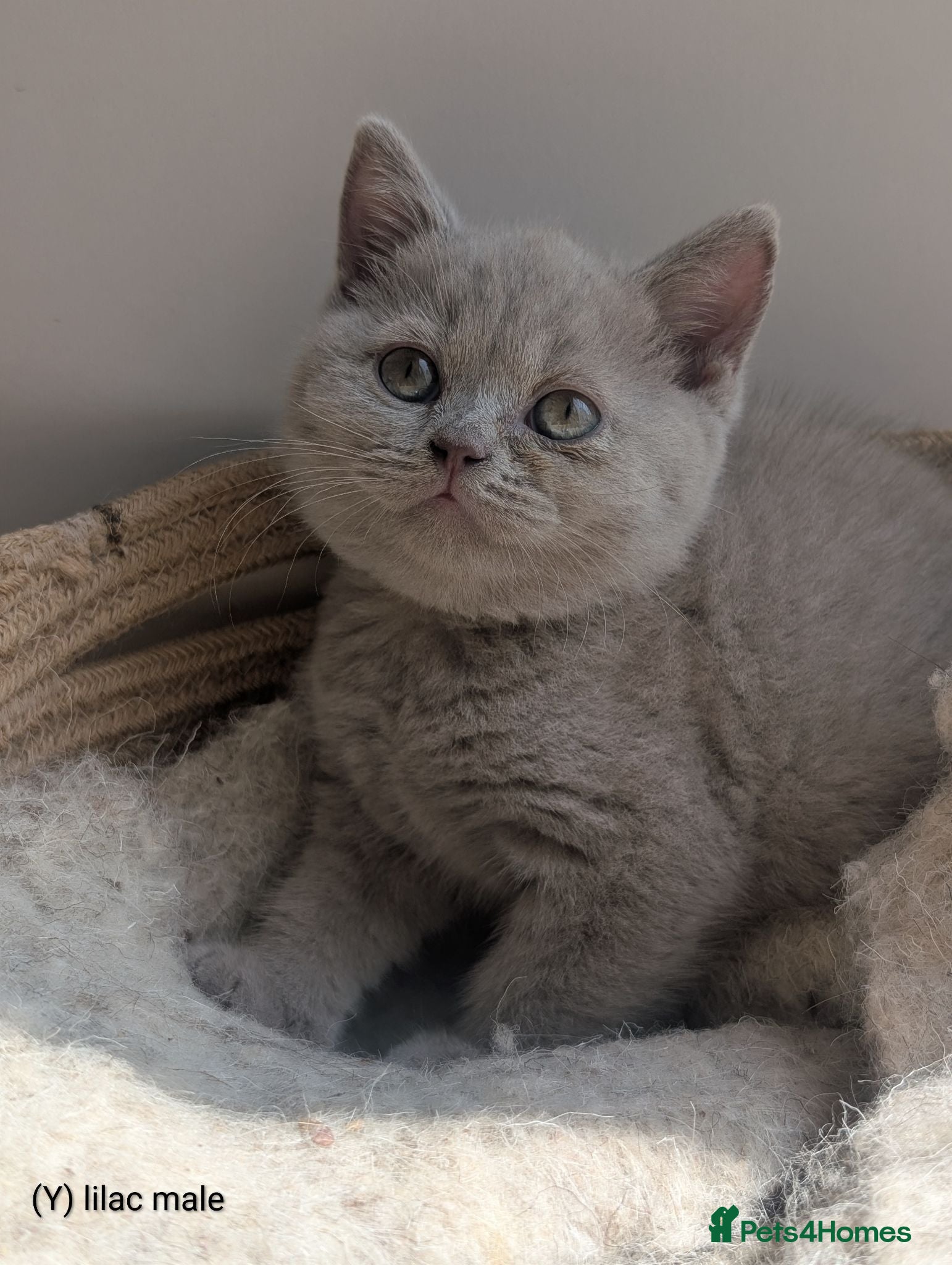 British Shorthair cats GCCF British Shorthair kittens  - Advert 7