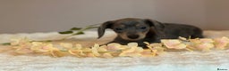 Miniature Dachshund dogs for sale: MINIATURE DACHSHUNDS  - Advert 11