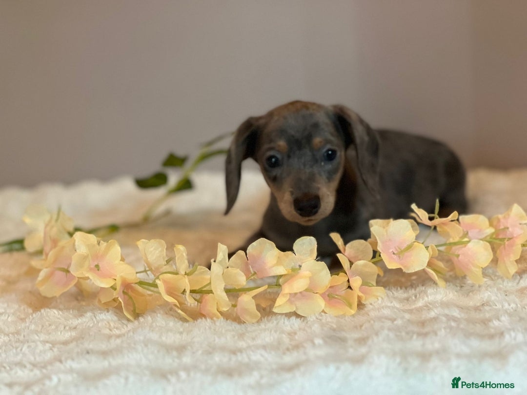 Miniature Dachshund dogs for sale: MINIATURE DACHSHUNDS  - Advert 11