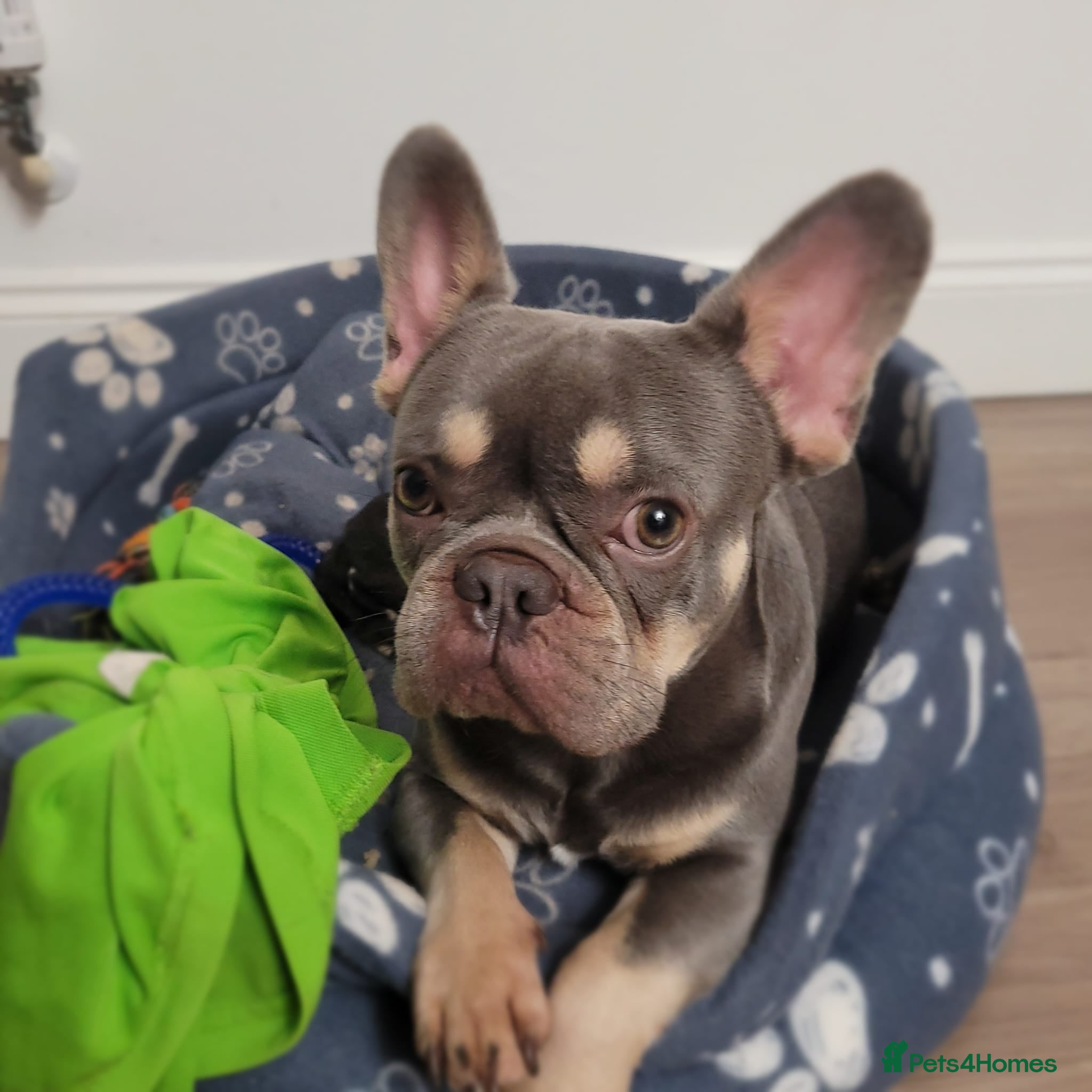 French Bulldog dogs Lilic and tan boy  - Advert 10