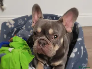 French Bulldog dogs Lilic and tan boy - Advert 18