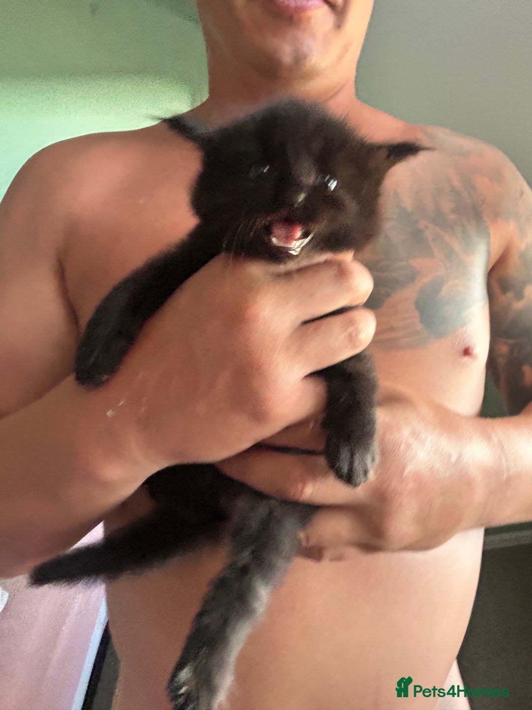 Maine Coon cats for sale: Pure bred Maine coon kittens. 4 males  - Image 16