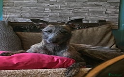 Mixed Breed dogs for sale: Lurcher Siblings - Image 19