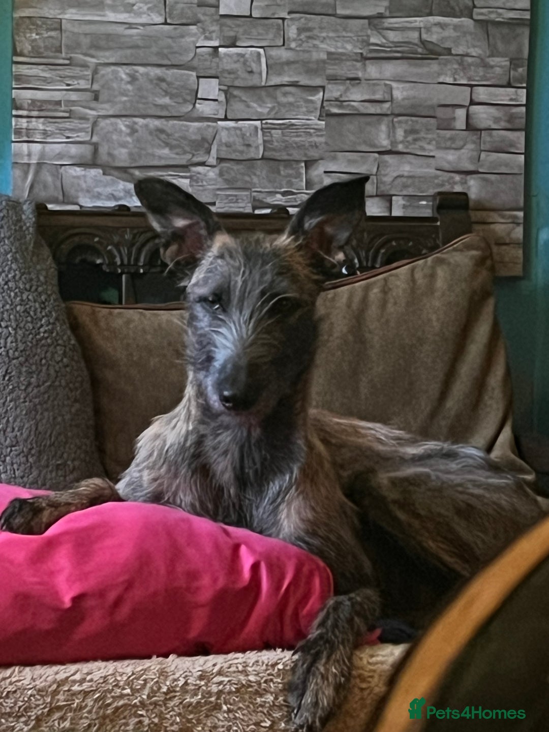 Mixed Breed dogs for sale: Lurcher Siblings - Image 19