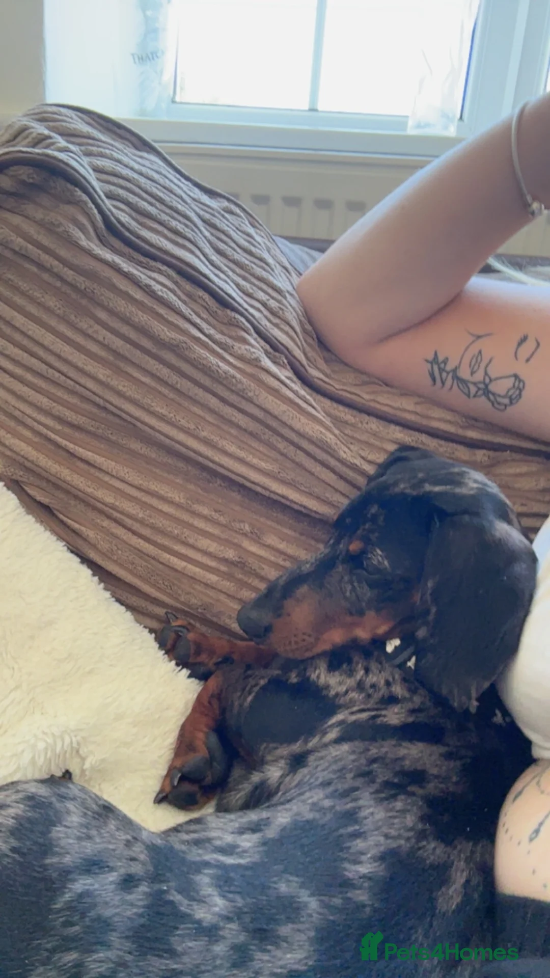 Dachshund dogs for sale: Lovely dappled Dachshund boy in Yeovil - Advert 5