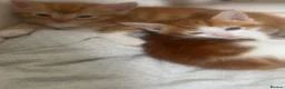 Mixed Breed cats for sale: White and Ginger female only available !!!! - Advert 4