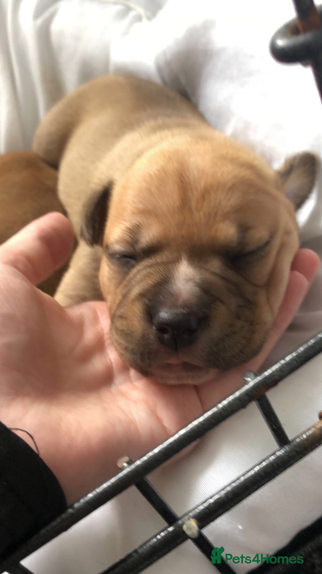 Staffordshire Bull Terrier dogs for sale: 1 boy 1 girl puppy  - Image 6