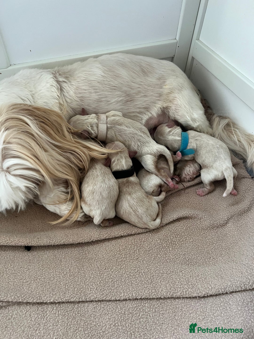 Shihpoo dogs for sale: Shihpoos girls available - Advert 3