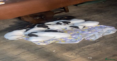 English Springer Spaniel dogs - Advert 7