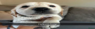 Green boy