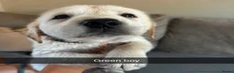 Goldador dogs for sale: Adorable very fluffy Goldador puppies - Advert 5