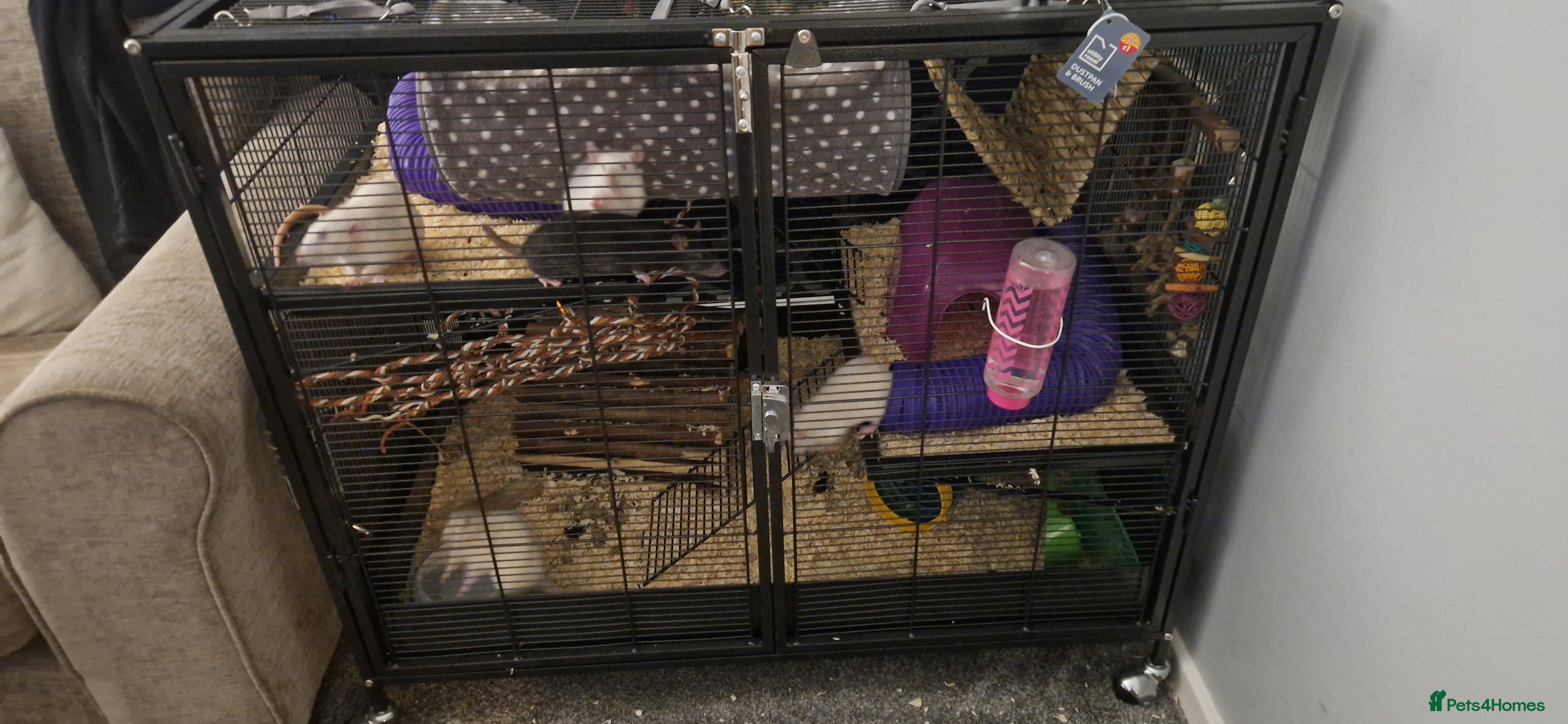 Rat rodents 5 girl rats  - Advert 5