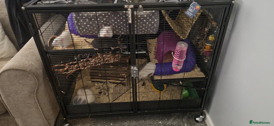 Rat rodents for sale: 5 girl rats  - Advert 1