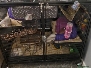 Rat rodents 5 girl rats - Advert 5