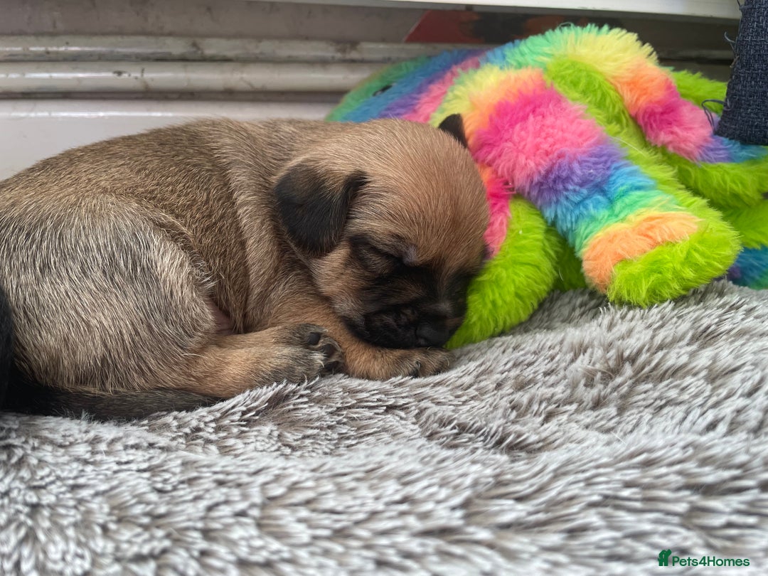 Jackapoo dogs for sale: 4 Stunning Jackapoo Pups - Image 6