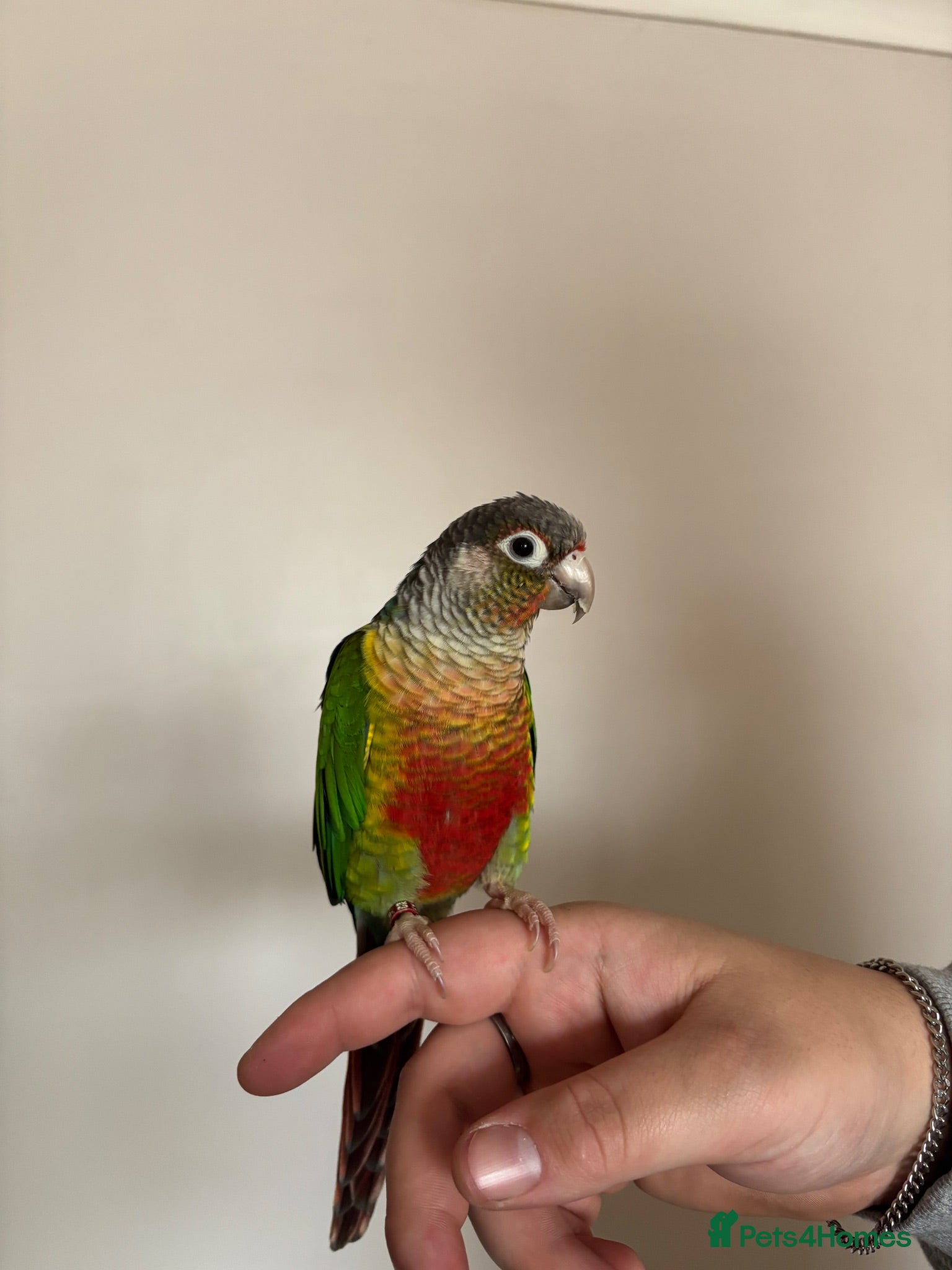 Conures birds Green cheeked conure  - Advert 1