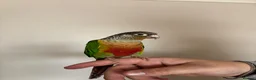 Conures birds for sale: Green cheeked conure  - Advert 1