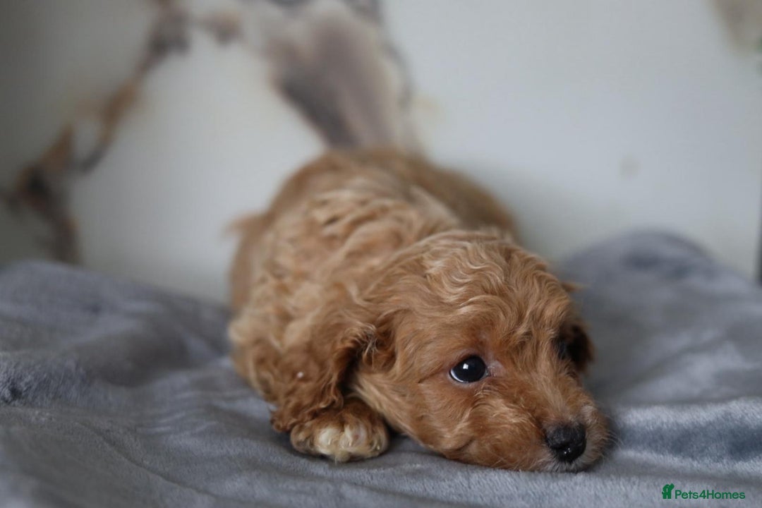Cavapoo dogs for sale: F1 Cavapoos Ready 22nd December 🐾💕 - Advert 9