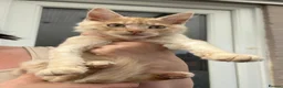 Maine Coon cats for sale: Maine coon cross boy kittens - Advert 8