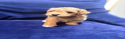 Poochon dogs for sale: Toy poodle/bichon - Advert 10