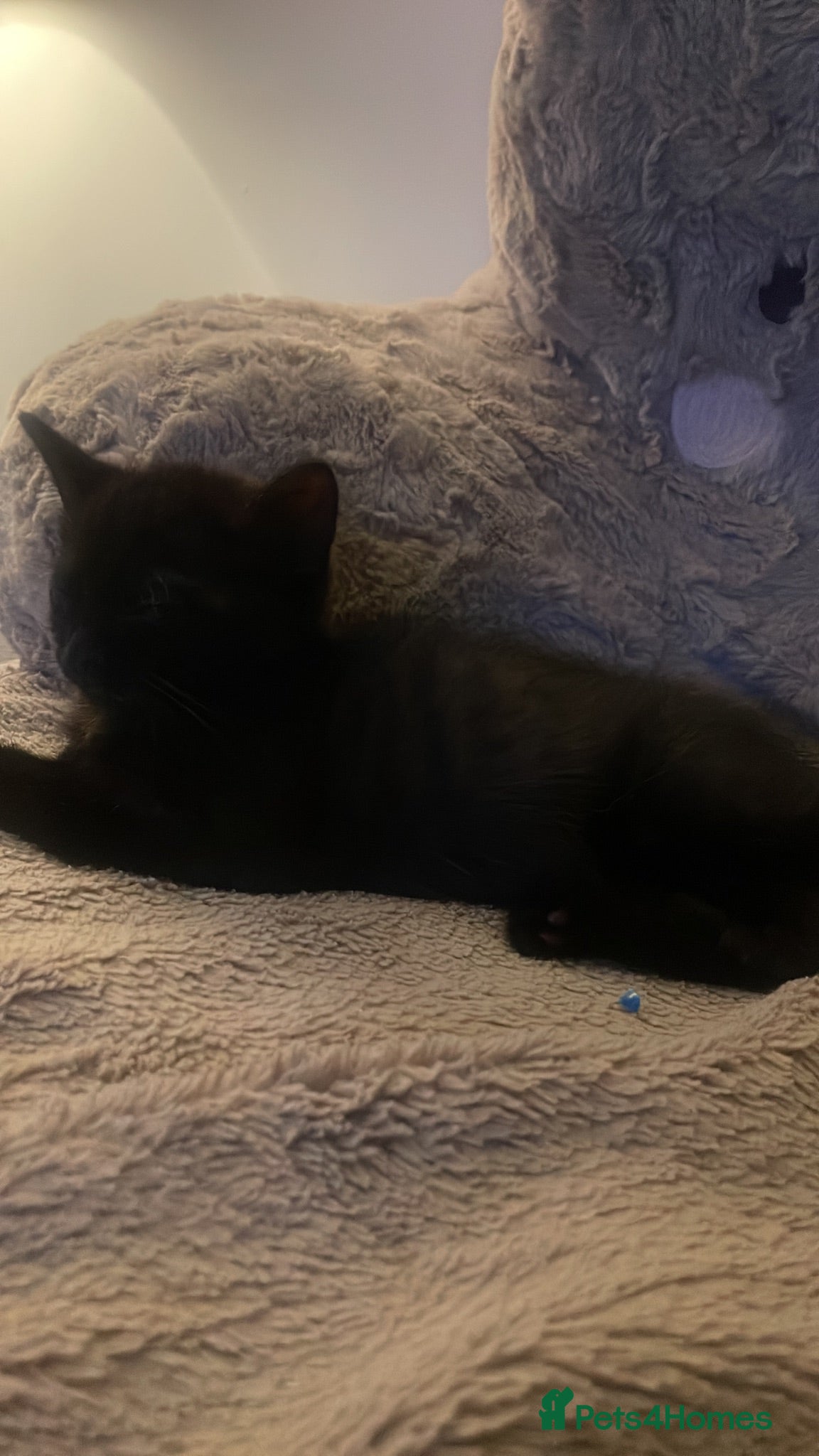 Mixed Breed cats Male black Tabby Kitten - Advert 2