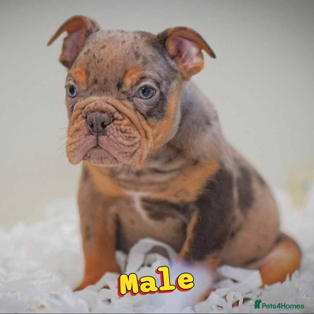 Olde English Bulldogge dogs 23 years experience 5⭐️Rated licensed  - Advert 1