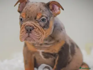 Olde English Bulldogge dogs 23 years experience 5⭐️Rated licensed - Advert 1