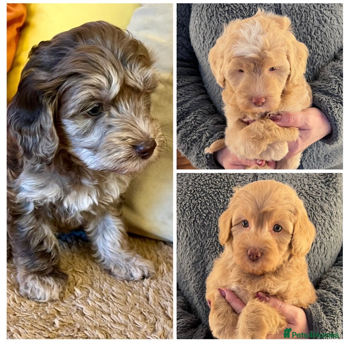 Labradoodle dogs Stunning Labradoodles From Health tested parents - Advert 1