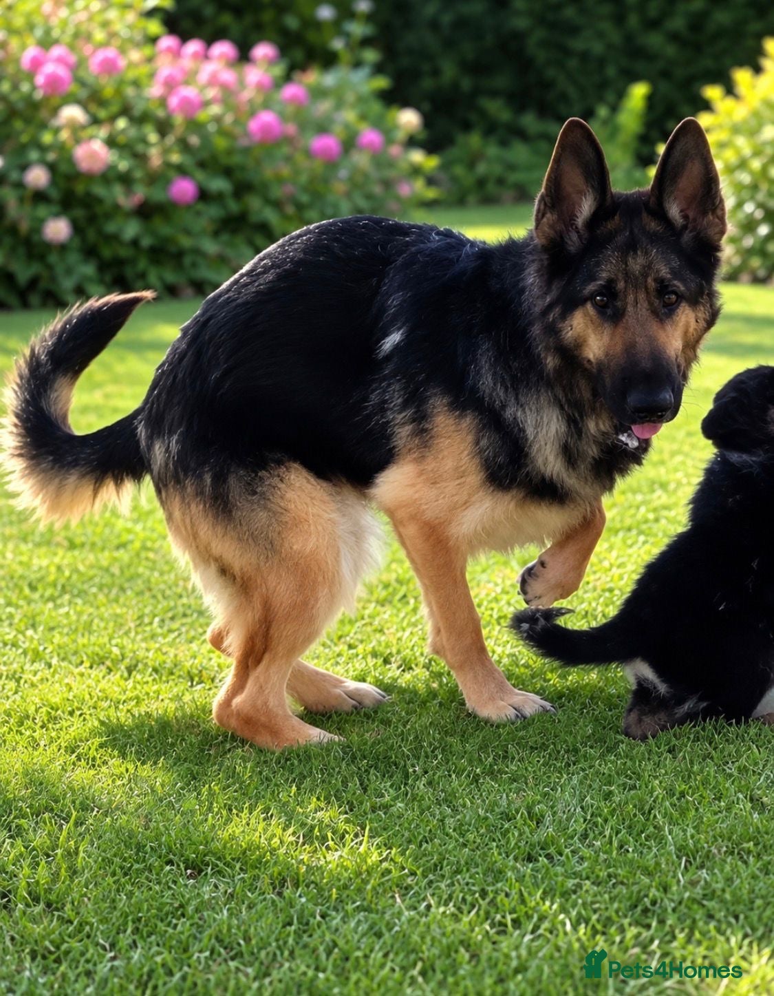 German Shepherd dogs German Shepard Puppies - Advert 18